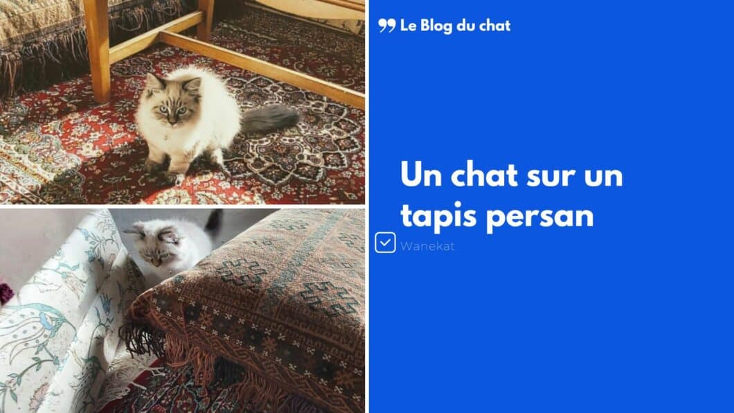 chat tapis persan