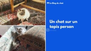 chat tapis persan