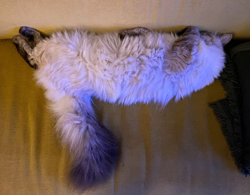 mon chat attend de se faire dorloter
