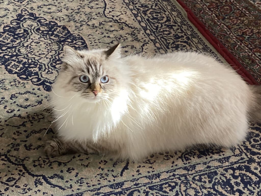 mon chat sur un tapis du moyen orient