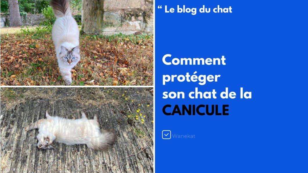 protege chat canicule