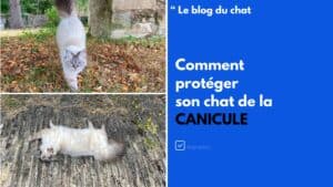 protege chat canicule