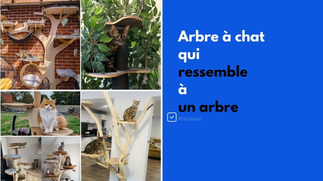 arbre a chat qui ressemble a un arbre