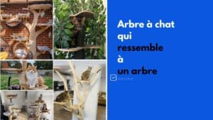 arbre a chat qui ressemble a un arbre
