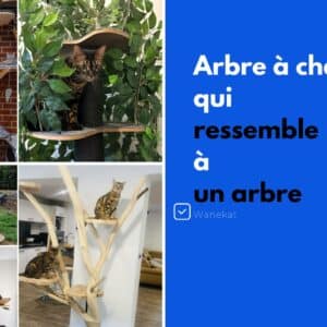 arbre a chat qui ressemble a un arbre