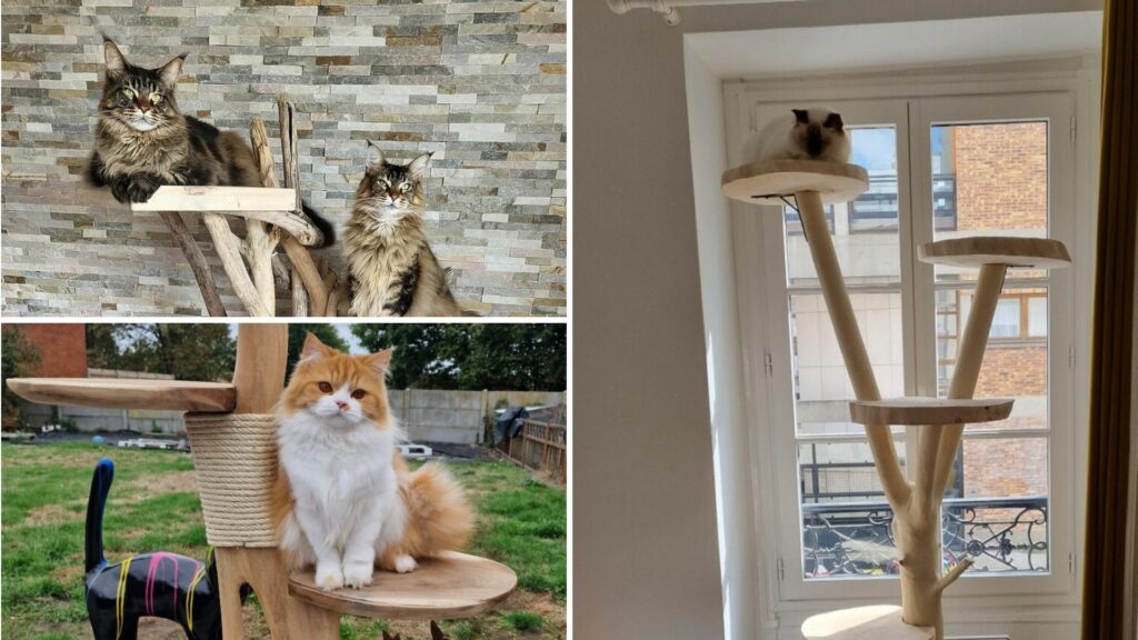 vrai arbre vraie branche