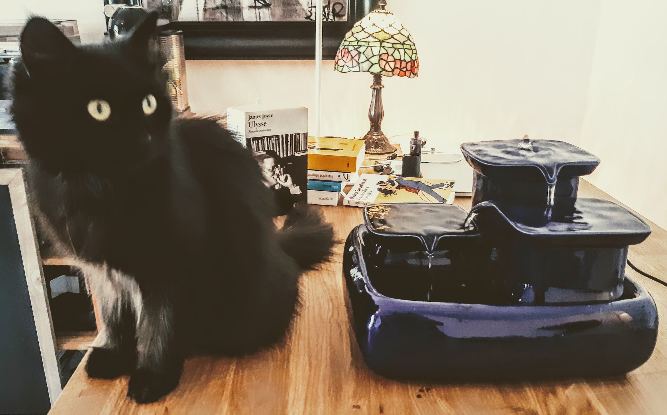 ma fontaine chat sans filtre